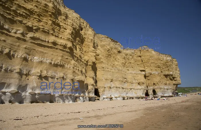  : People sunbathing below iconic golden cliffs West