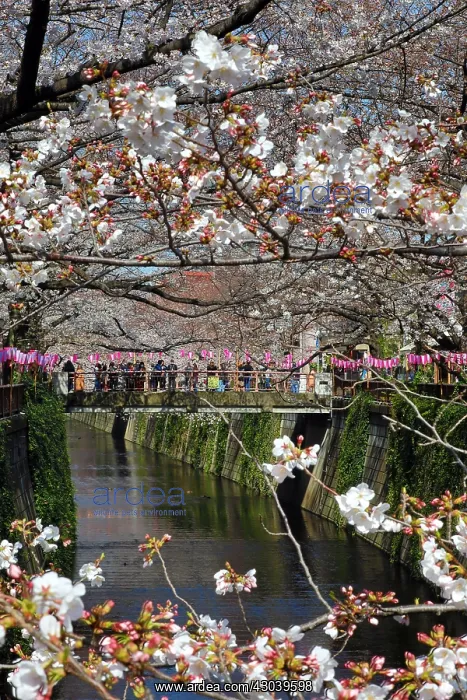  : People viewing the cherry blossoms from a bridge