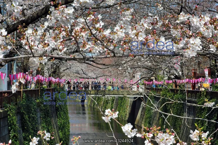 : People viewing the cherry blossoms from a bridge : People viewing the cherry blossoms from a bridge