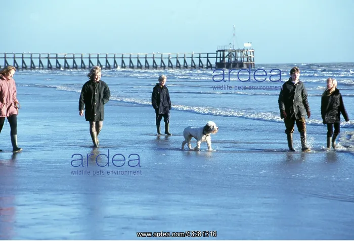 : PEOPLE WALKING DOG ON BEACH : PEOPLE WALKING DOG ON BEACH