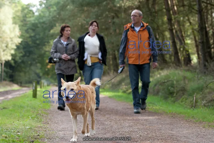  : People walking the dog on forest path
