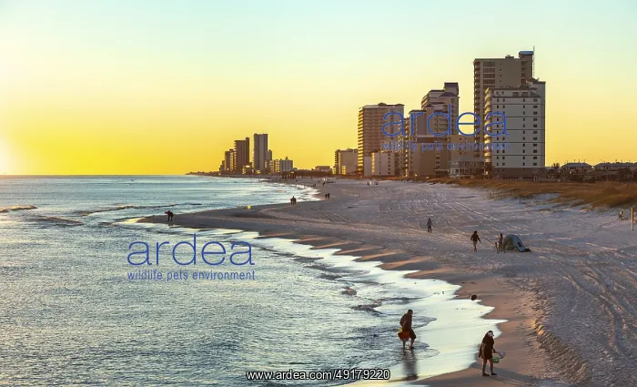 : People walking and playing on the beach as the sun sets over the Gulf of Mexico at Gulf Shores : People walking and playing on the beach as the sun sets over the Gulf of Mexico at Gulf Shores
