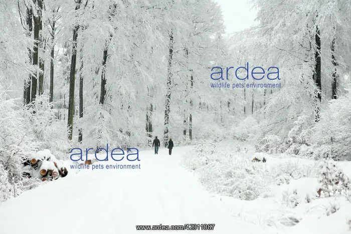 : People walking along snow covered road between : People walking along snow covered road between