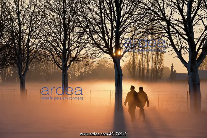 : Two people walking at sunset in the winter. Mist appears abo : Two people walking at sunset in the winter. Mist appears abo