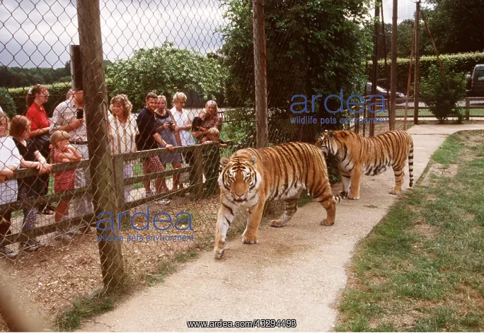 : PEOPLE AT ZOO - Looking at tigers : PEOPLE AT ZOO - Looking at tigers
