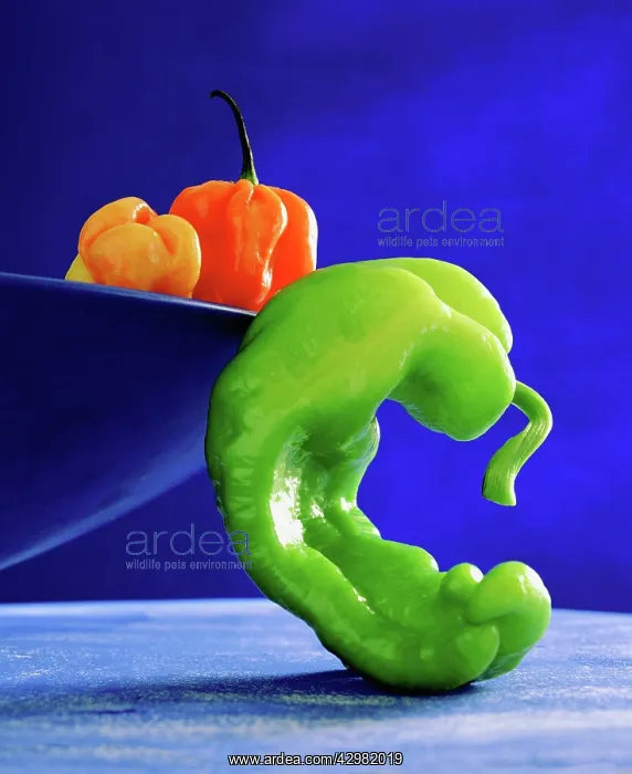 : Pepper, Sweet pepper, Capsicum annuum : Pepper, Sweet pepper, Capsicum annuum