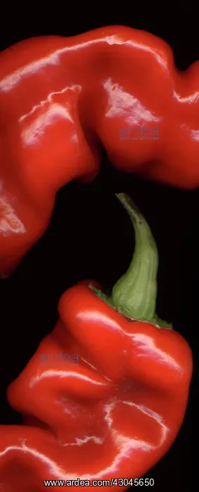 : Pepper, Sweet pepper, Capsicum annuum : Pepper, Sweet pepper, Capsicum annuum
