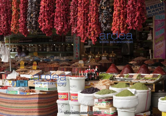 : Pepper, Sweet pepper, Capsicum annuum : Pepper, Sweet pepper, Capsicum annuum