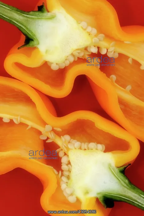 : Pepper, Sweet pepper, Capsicum annuum : Pepper, Sweet pepper, Capsicum annuum