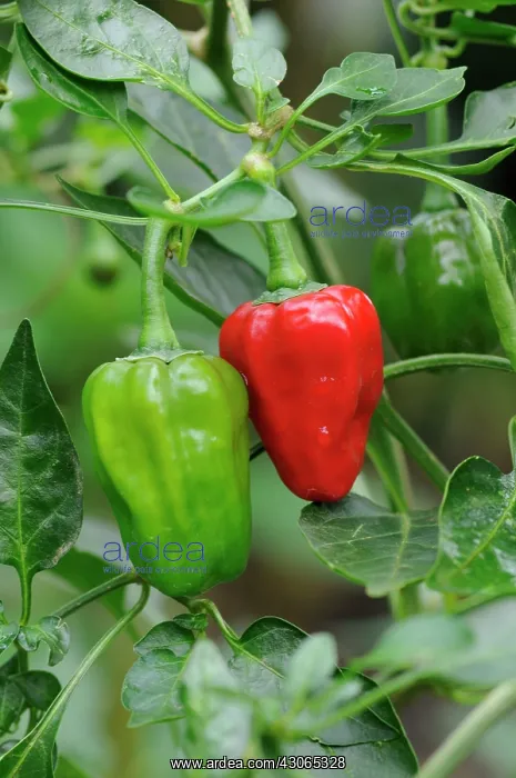 : Pepper, Sweet pepper, Capsicum annuum : Pepper, Sweet pepper, Capsicum annuum