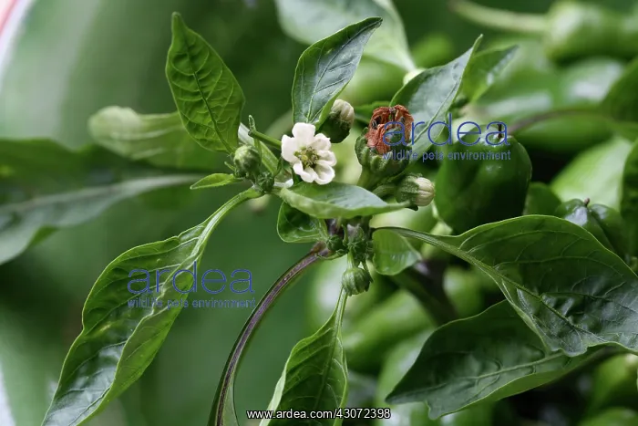 : Pepper, Sweet pepper, Capsicum annuum : Pepper, Sweet pepper, Capsicum annuum