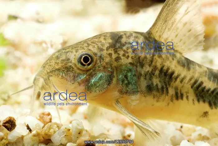  : Pepper Cory
