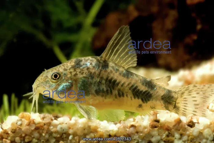  : Pepper Cory