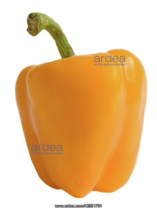  : Pepper - orange - in studio