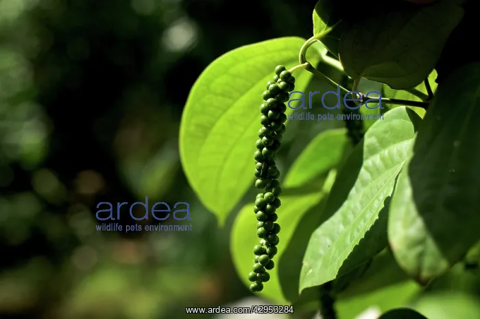 : Pepper Plant : Pepper Plant