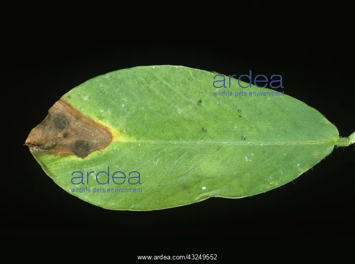 : Pepper Spot disease on Peanut leaf : Pepper Spot disease on Peanut leaf