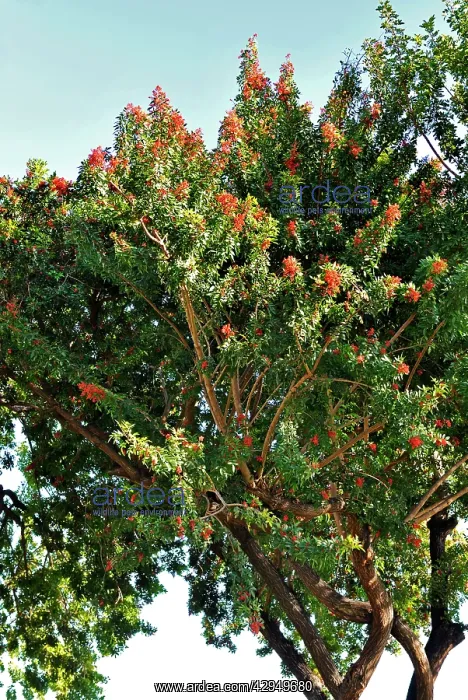 : Pepper Tree - Botanical Garden, La Gomera, Canary Is : Pepper Tree - Botanical Garden, La Gomera, Canary Is