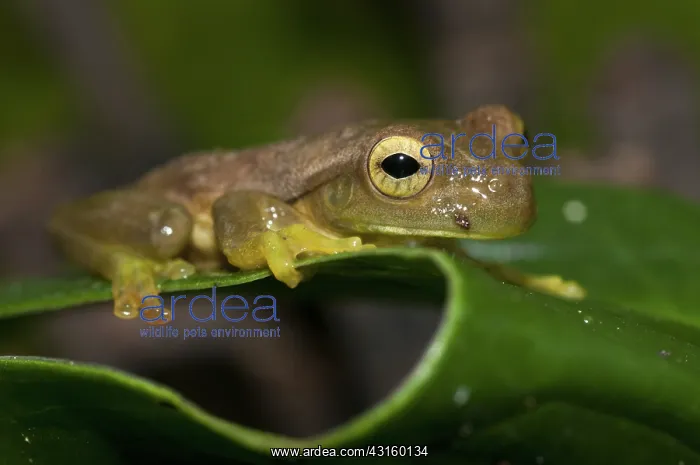 : Pepper treefrog (Rana Lechera Comun) : Pepper treefrog (Rana Lechera Comun)