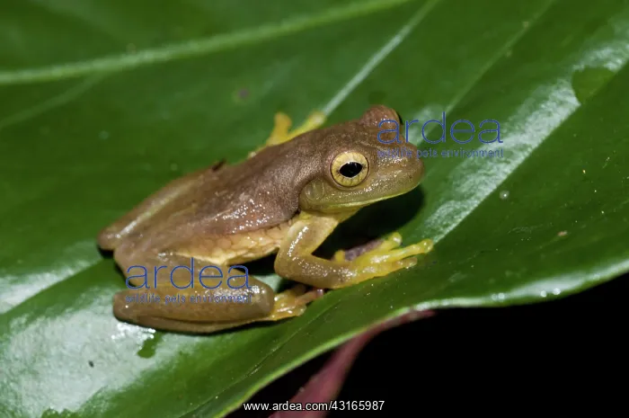 : Pepper treefrog (Rana Lechera Comun) : Pepper treefrog (Rana Lechera Comun)