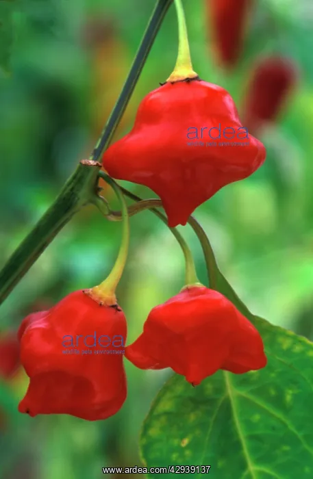 : Pepper - Trial specimen (under glass) : Pepper - Trial specimen (under glass)