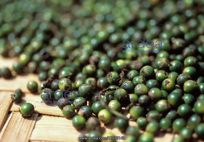 : Peppercorn : Peppercorn