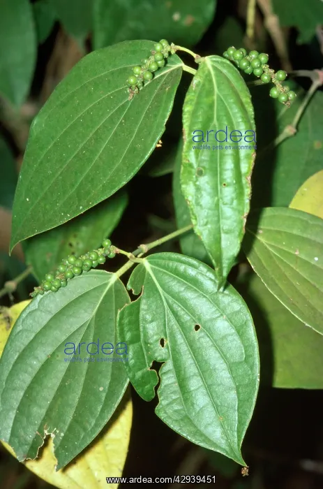  : Peppercorn Plant