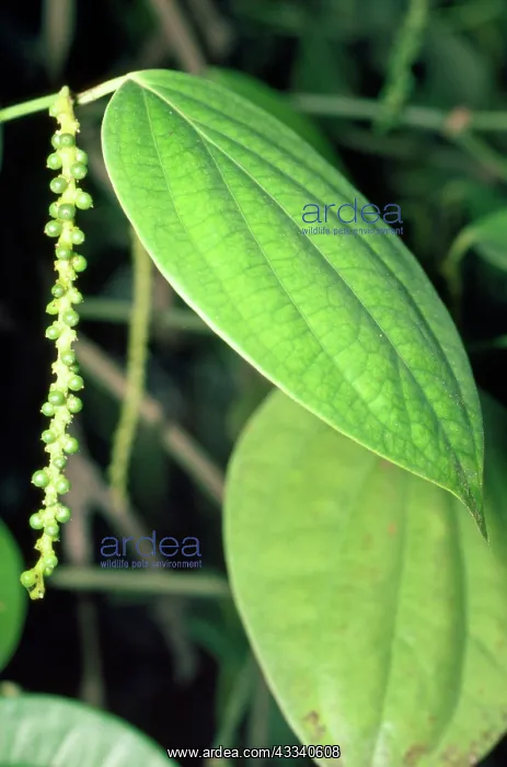 : Peppercorn Plant - immature fruit : Peppercorn Plant - immature fruit