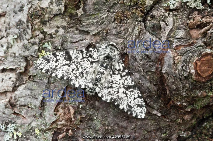 : Peppered Moth : Peppered Moth