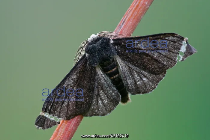  : Peppered Moth