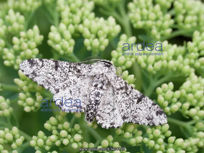 : Peppered moth : Peppered moth