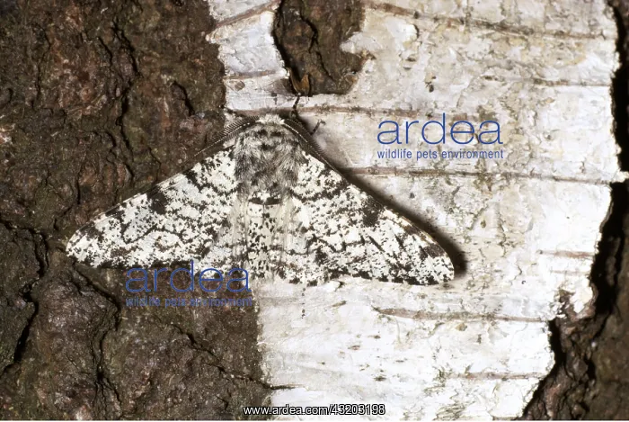 : PEPPERED MOTH - ON BARK : PEPPERED MOTH - ON BARK