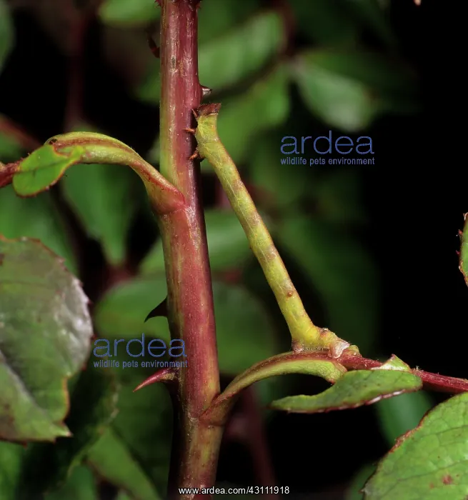 : Peppered moth caterpillar : Peppered moth caterpillar