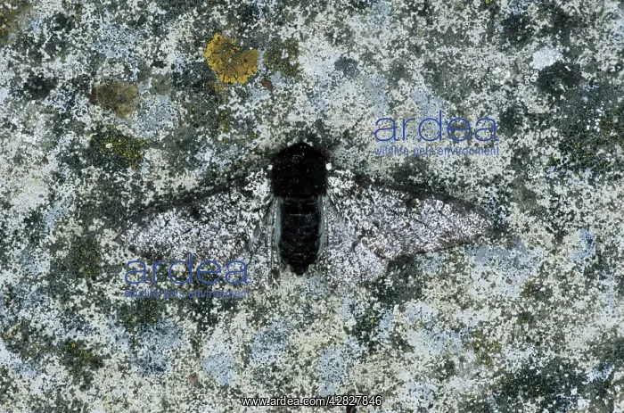: Peppered Moth - Intermediate form : Peppered Moth - Intermediate form