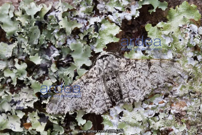  : Peppered Moth - on lichen