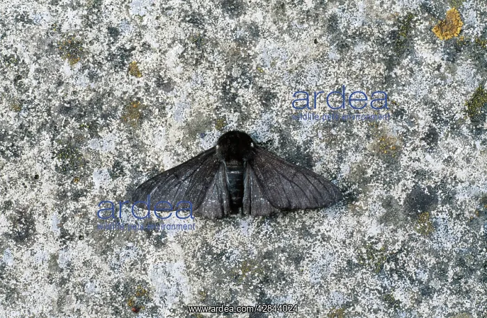 : Peppered Moth - melanic form / dark phase : Peppered Moth - melanic form / dark phase