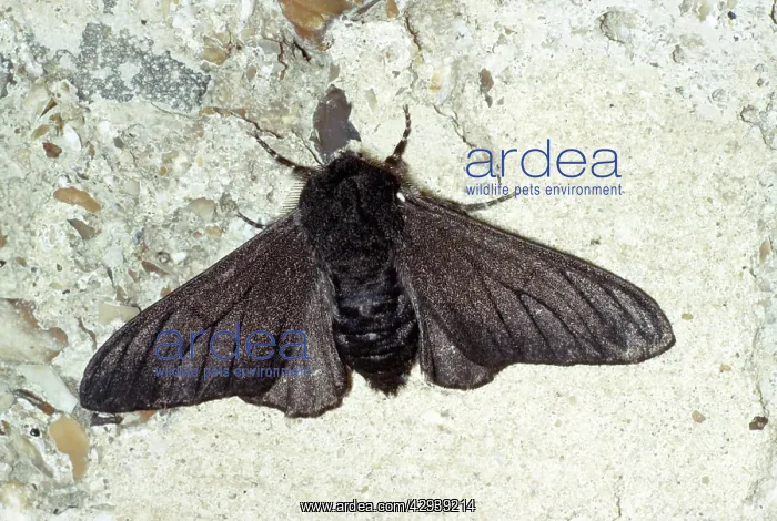 : Peppered Moth - melanic form / dark phase : Peppered Moth - melanic form / dark phase