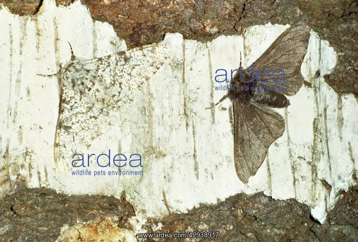 : PEPPERED MOTH - Melanic and Typical Form : PEPPERED MOTH - Melanic and Typical Form
