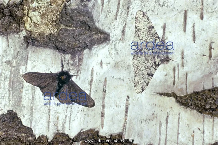: Peppered MOTH - Melanic and Typical Form : Peppered MOTH - Melanic and Typical Form