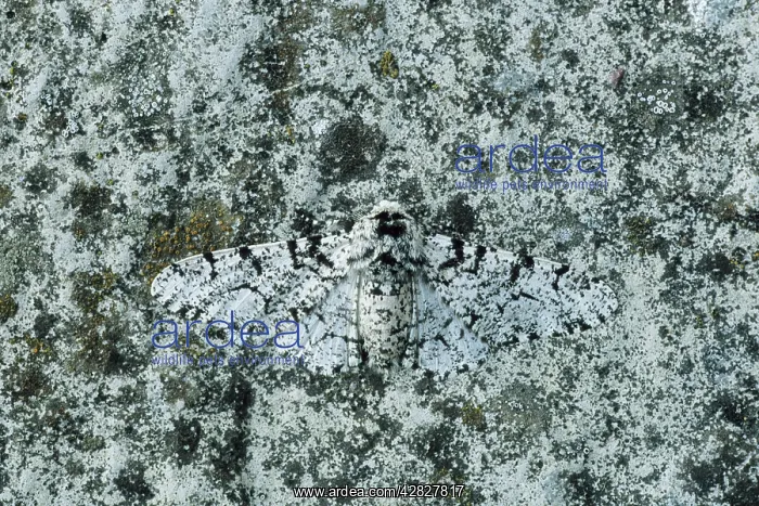 : Peppered Moth - Normal form : Peppered Moth - Normal form