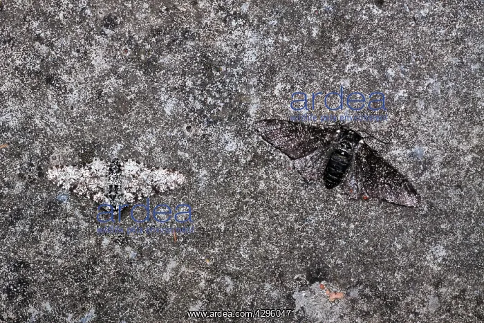 : Peppered Moth - Normal and Melanic examples - evolution : Peppered Moth - Normal and Melanic examples - evolution