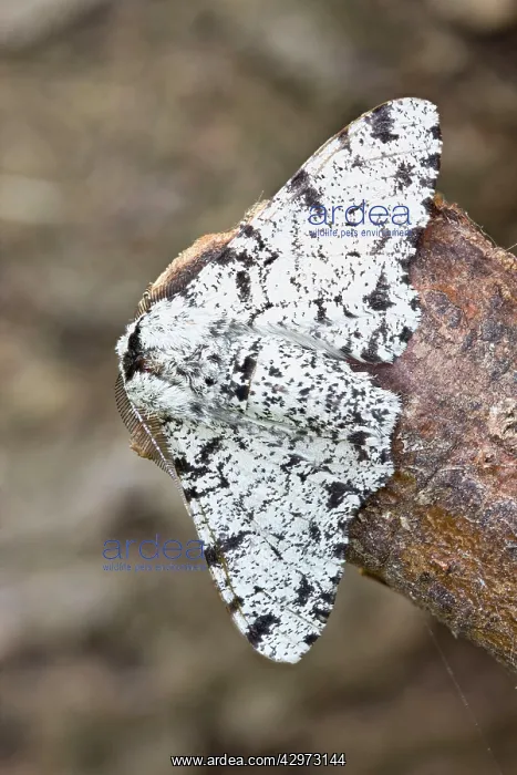  : Peppered Moth at rest