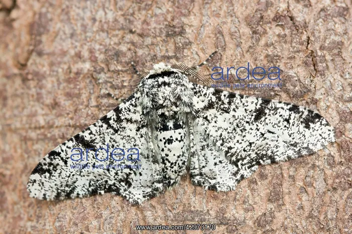 : Peppered Moth at rest : Peppered Moth at rest