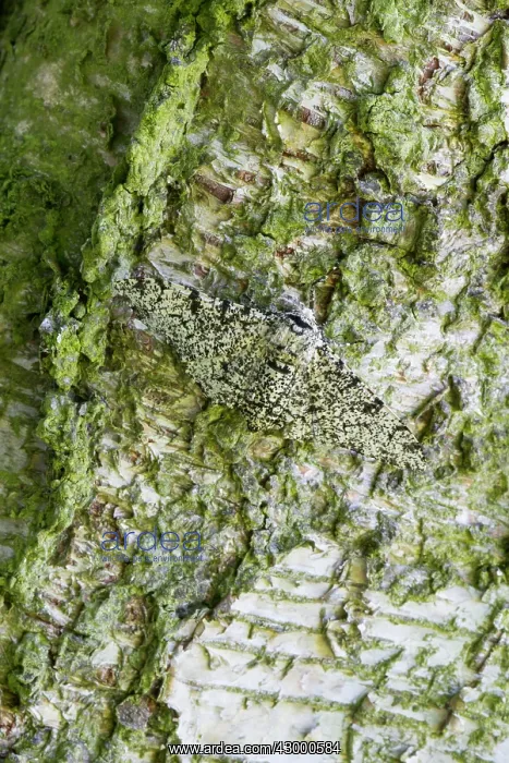 : Peppered Moth. resting on birch trunk - North : Peppered Moth. resting on birch trunk - North