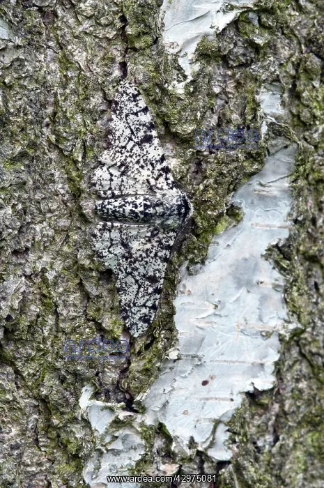 : Peppered Moth - resting on trunk of birch tree : Peppered Moth - resting on trunk of birch tree