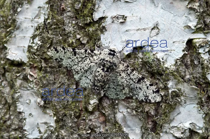 : Peppered Moth - resting on trunk of birch tree : Peppered Moth - resting on trunk of birch tree