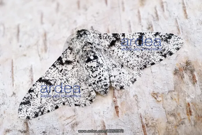 : Peppered Moth on Silver Birch Bark - Norfolk UK : Peppered Moth on Silver Birch Bark - Norfolk UK