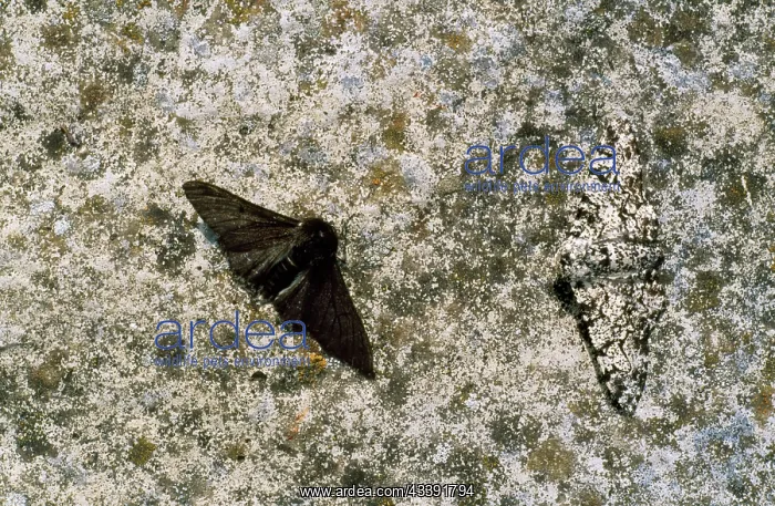 : Peppered Moths - melanic & normal : Peppered Moths - melanic & normal