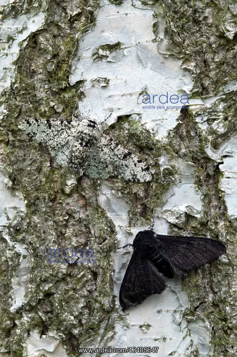 : Peppered Moths - normal and black form - resting : Peppered Moths - normal and black form - resting