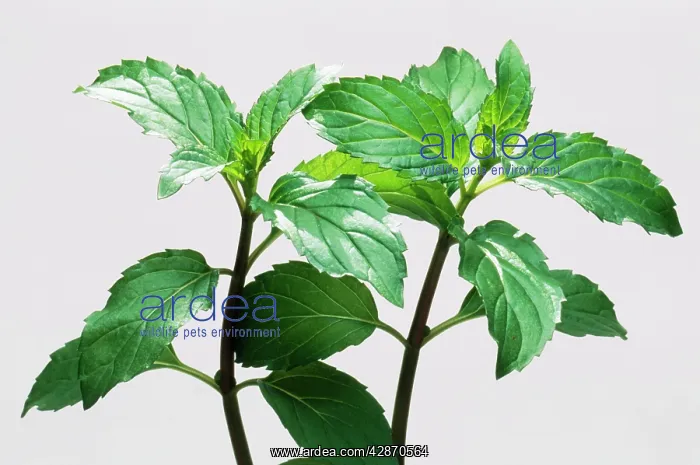 : Peppermint : Peppermint