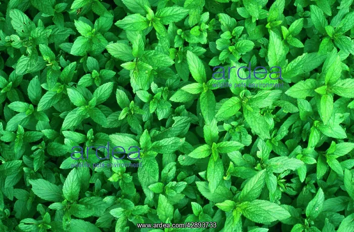 : PEPPERMINT : PEPPERMINT